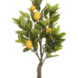 Potted Lemon Tree