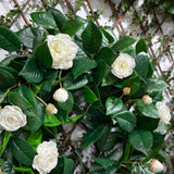 Camelia Flower Wreath - White - 26 Inch