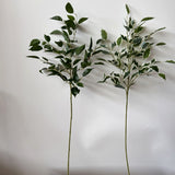 Banyan Leaves Stem