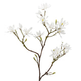 Japanese Magnolia