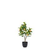 Topiary Orange Tree
