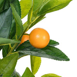 Topiary Orange Tree