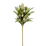 Desert Pod Succulent