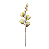 Desert Green Magnolia
