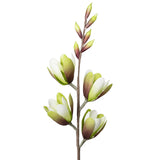 Desert Green Magnolia