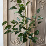 Banyan Leaves Stem