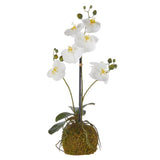 Real Touch White Orchid with Moss Ball