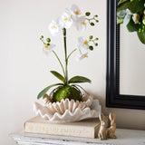 Real Touch White Orchid with Moss Ball