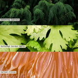 Hinoki Sage