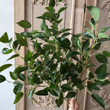 Banyan Leaves Stem