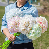 Large Hydrangea Stem
